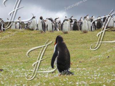 Das Foto zeigt so wundervoll einen einzelnen Pinguin vor der Pinguinkolonie