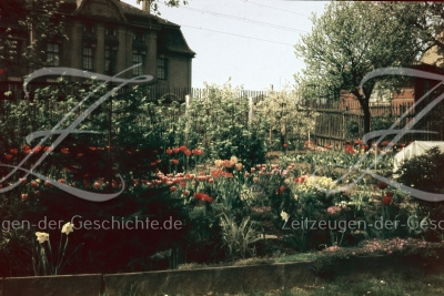 eindrucksvolles Foto mit bunten Blumen und grauem Gebäude im Hintergrund