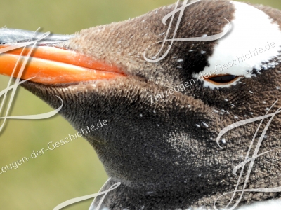 Foto eines Pinguine auf den Falklandinseln