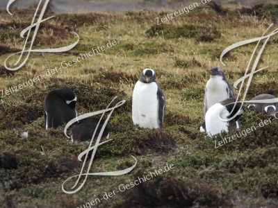 Junge Eselpinguine auf den Falklandinseln