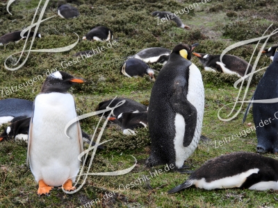 Foto von Pinguinen zum Kaufen