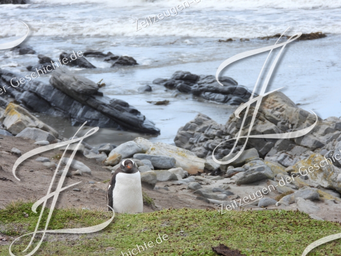 Einzelner Pinguin, Falklandinseln
