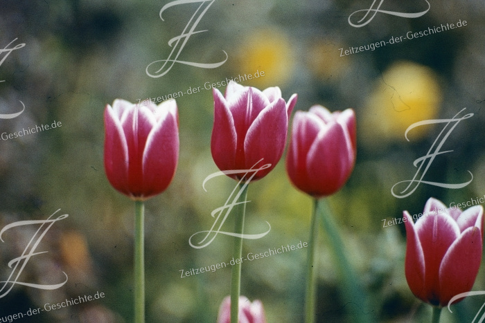 schönes Foto von Tulpen aus dem Jahr 1975