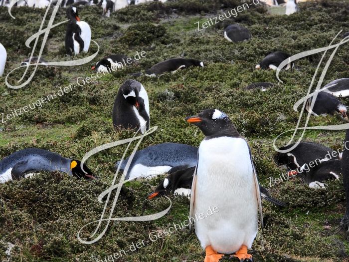 Pinguinkolonie auf den Falklandinseln, 2020